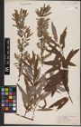 Foto von Salix candida Flüggé ex Willd. x Salix sericea Marshall